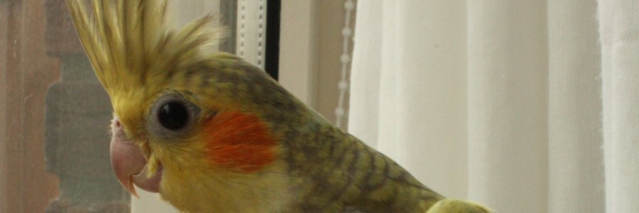 Gedeelte van het amazone aquarium
